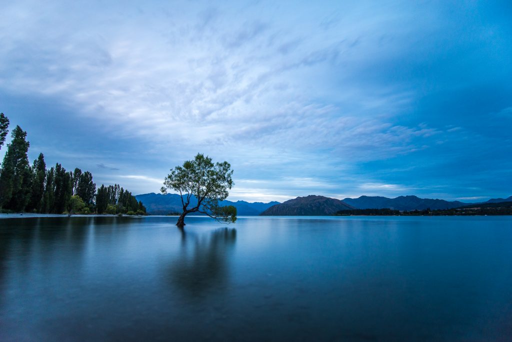 That Wanaka tree becomes a worldwide sensation on social media